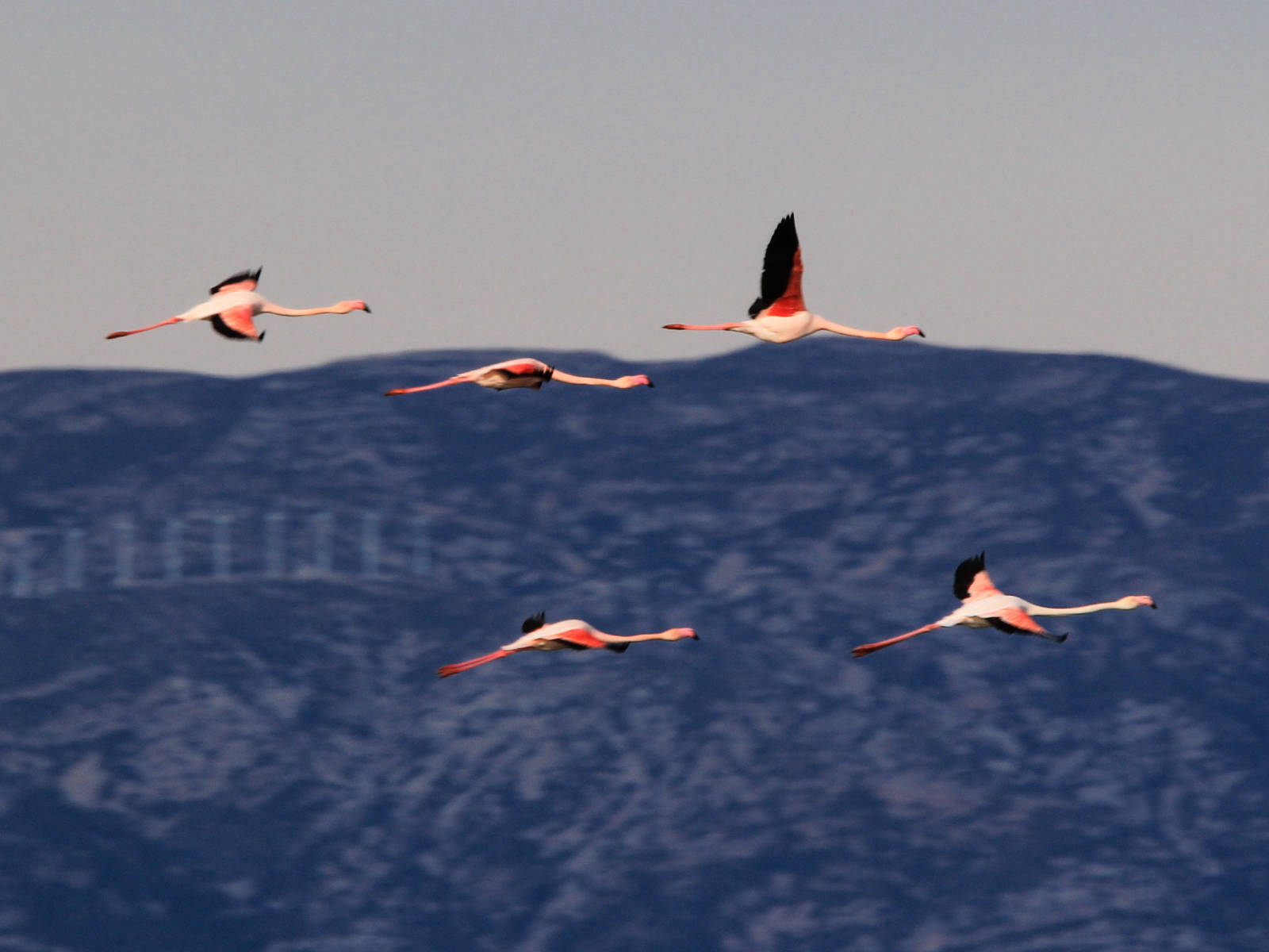 Flamencs