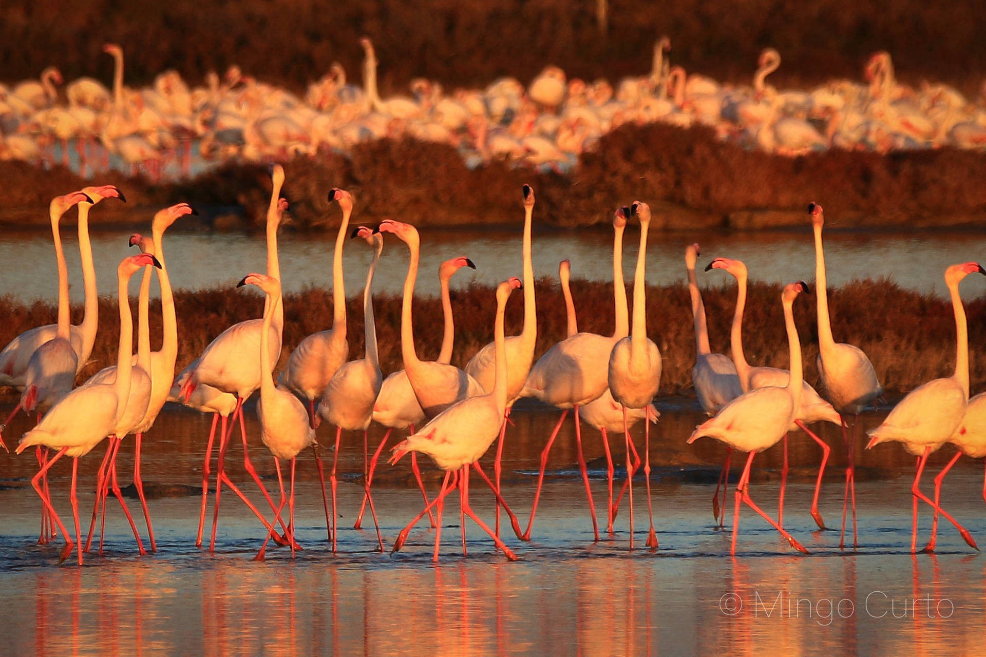 Flamencs